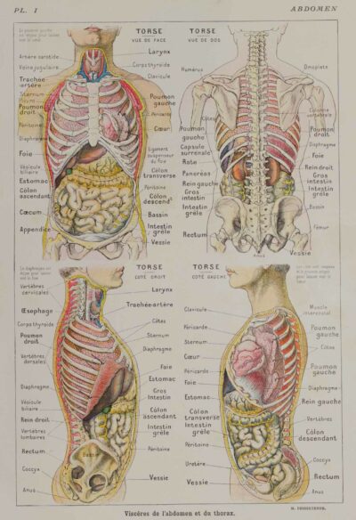 118A5926-medical-anatomie-abdomen Abdomen et thorax, planche anatomique 1924