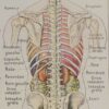 118A5926-medical-anatomie-abdomen Abdomen et thorax, planche anatomique 1924