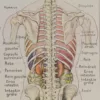 Abdomen et thorax, planche anatomique 1924