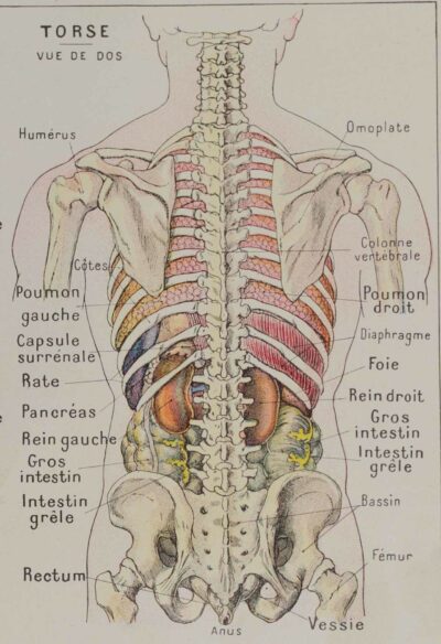 118A5926-medical-anatomie-abdomen Abdomen et thorax, planche anatomique 1924