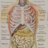 118A5926-medical-anatomie-abdomen Abdomen et thorax, planche anatomique 1924