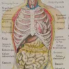 Abdomen et thorax, planche anatomique 1924