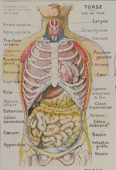 118A5926-medical-anatomie-abdomen Abdomen et thorax, planche anatomique 1924