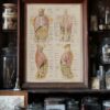 118A5926-medical-anatomie-abdomen-05 Abdomen et thorax, planche anatomique 1924