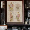 Abdomen et thorax, planche anatomique 1924