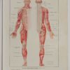 Cerveau et nerfs, planche anatomique 1924