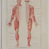 Cerveau et nerfs, planche anatomique 1924