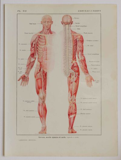 Cerveau et nerfs, planche anatomique 1924