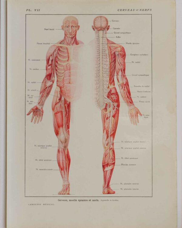 Cerveau et nerfs, planche anatomique 1924