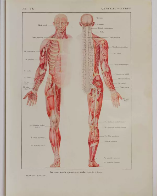 118A5927-medical-anatomie-cerveau-nerf Cerveau et nerfs, planche anatomique 1924