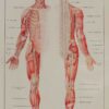 Cerveau et nerfs, planche anatomique 1924