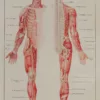 Cerveau et nerfs, planche anatomique 1924