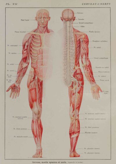 Cerveau et nerfs, planche anatomique 1924