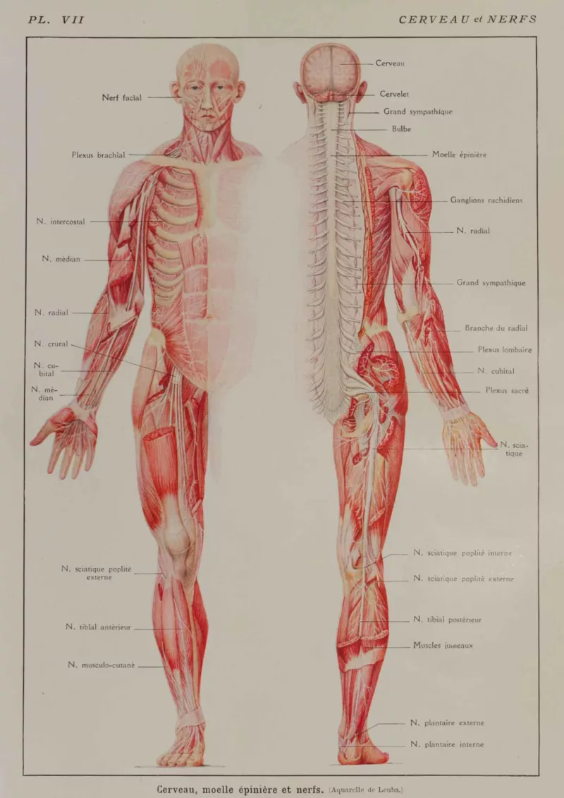 Cerveau et nerfs, planche anatomique 1924
