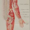Cerveau et nerfs, planche anatomique 1924
