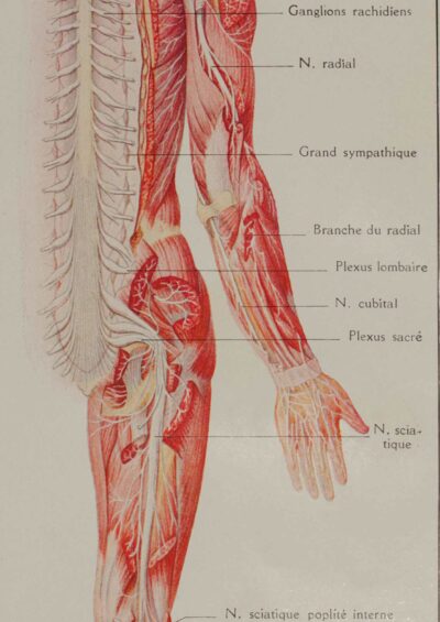 Cerveau et nerfs, planche anatomique 1924