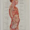 118A5928-medical-anatomie-nerfs-craniens Nerfs crâniens, planche anatomique 1924