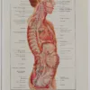 118A5928-medical-anatomie-nerfs-craniens Nerfs crâniens, planche anatomique 1924