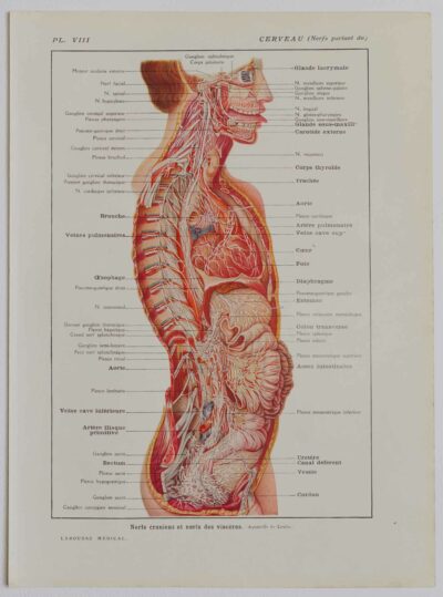 118A5928-medical-anatomie-nerfs-craniens Nerfs crâniens, planche anatomique 1924
