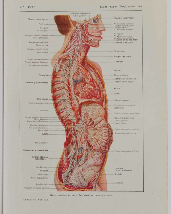Nerfs crâniens, planche anatomique 1924