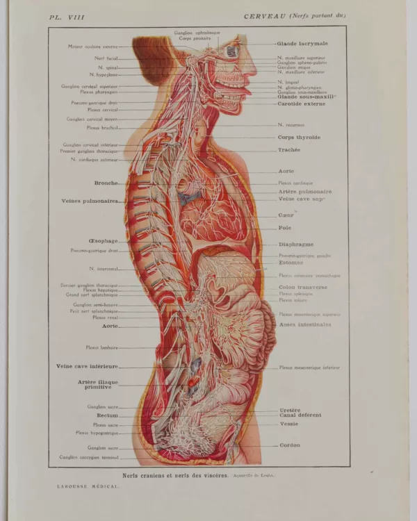 118A5928-medical-anatomie-nerfs-craniens Nerfs crâniens, planche anatomique 1924