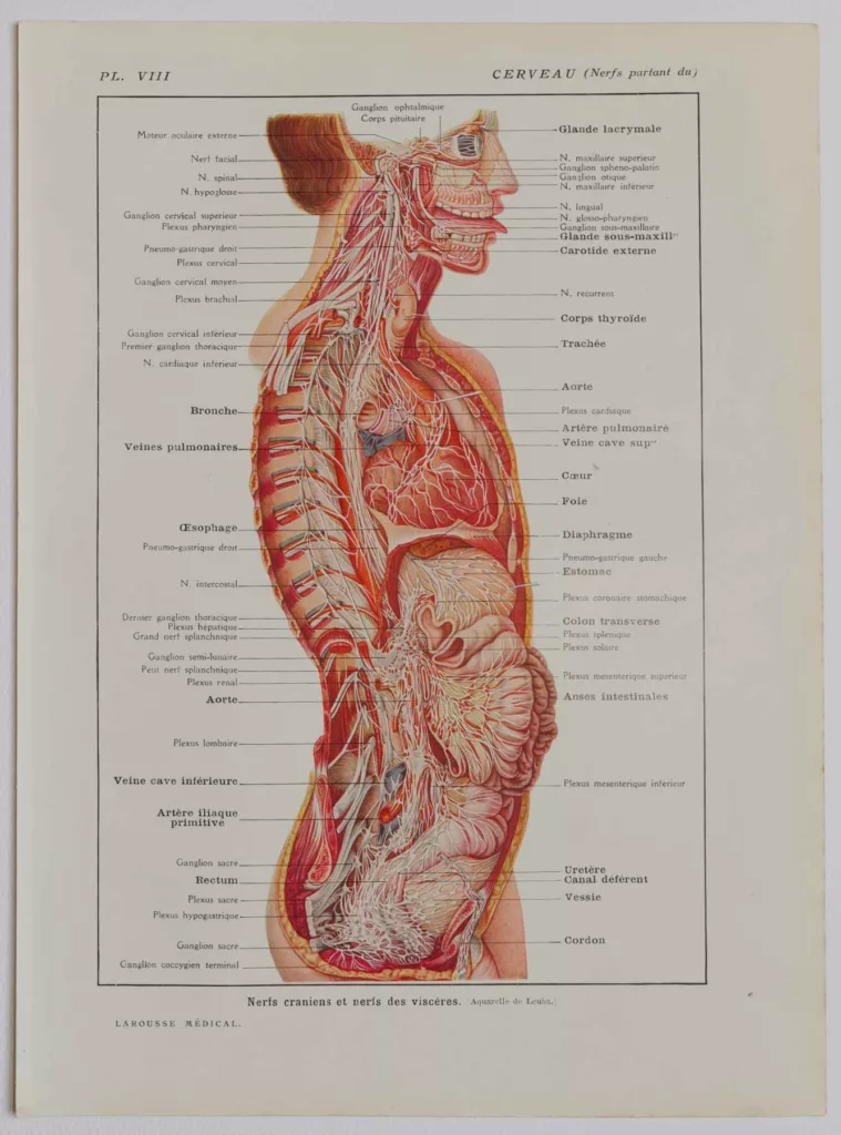 Nerfs crâniens, planche anatomique 1924