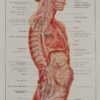 118A5928-medical-anatomie-nerfs-craniens Nerfs crâniens, planche anatomique 1924