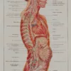 118A5928-medical-anatomie-nerfs-craniens Nerfs crâniens, planche anatomique 1924