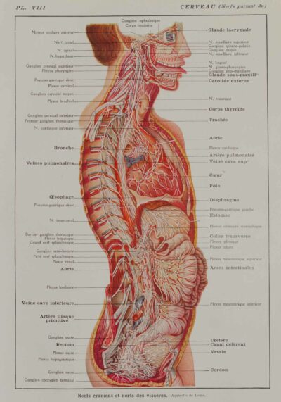 118A5928-medical-anatomie-nerfs-craniens Nerfs crâniens, planche anatomique 1924