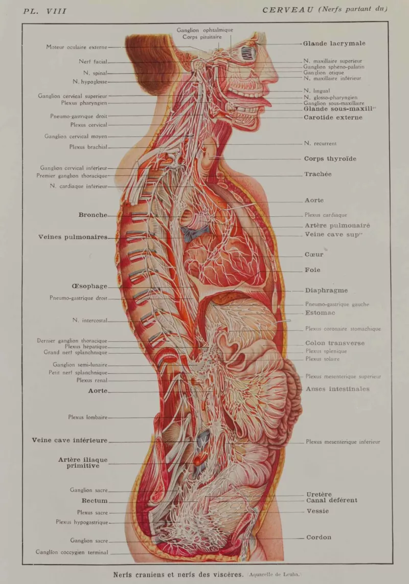 118A5928-medical-anatomie-nerfs-craniens Nerfs crâniens, planche anatomique 1924