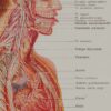118A5928-medical-anatomie-nerfs-craniens Nerfs crâniens, planche anatomique 1924