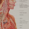 118A5928-medical-anatomie-nerfs-craniens Nerfs crâniens, planche anatomique 1924