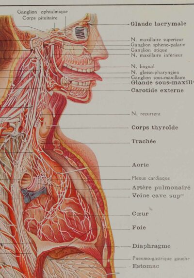 118A5928-medical-anatomie-nerfs-craniens Nerfs crâniens, planche anatomique 1924