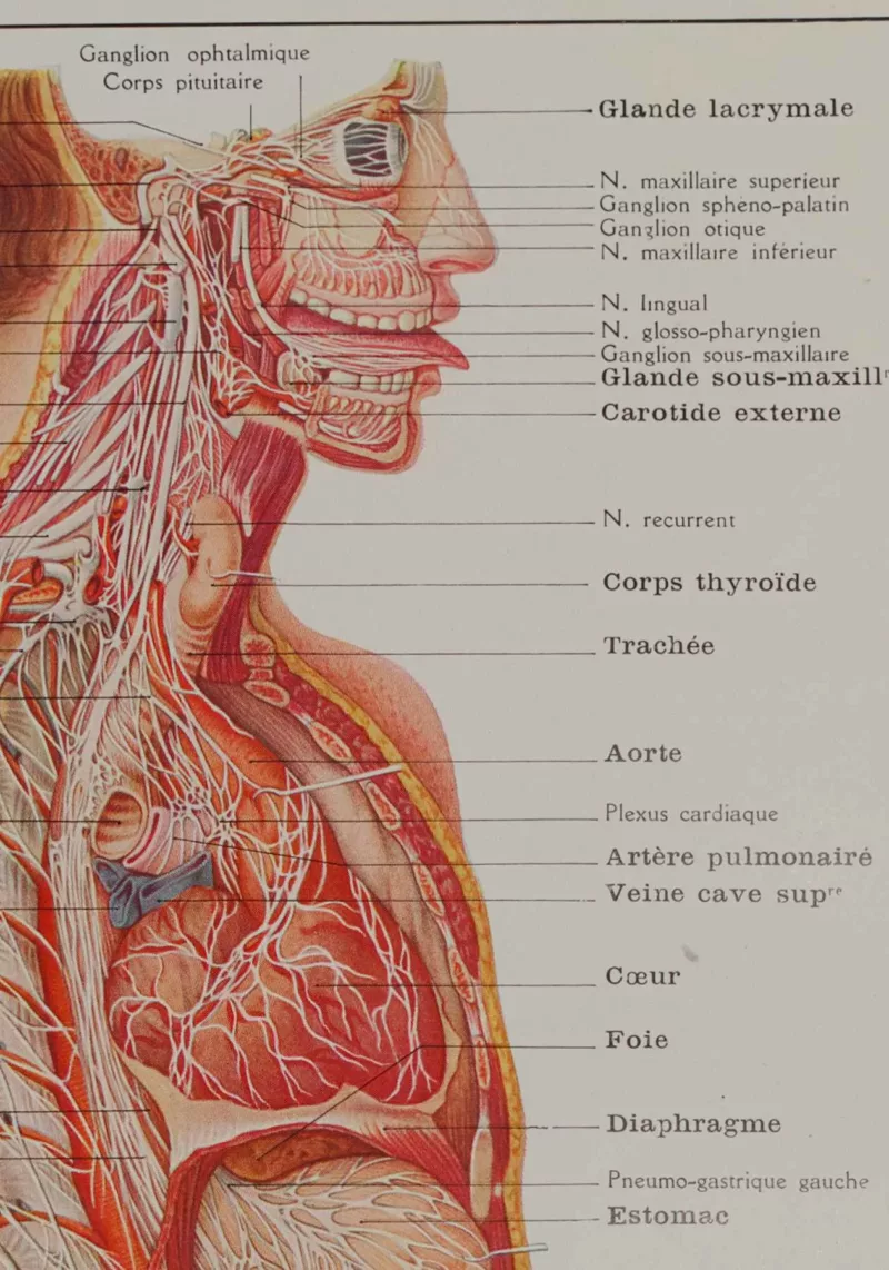 118A5928-medical-anatomie-nerfs-craniens Nerfs crâniens, planche anatomique 1924