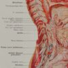 118A5928-medical-anatomie-nerfs-craniens Nerfs crâniens, planche anatomique 1924