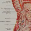 118A5928-medical-anatomie-nerfs-craniens Nerfs crâniens, planche anatomique 1924