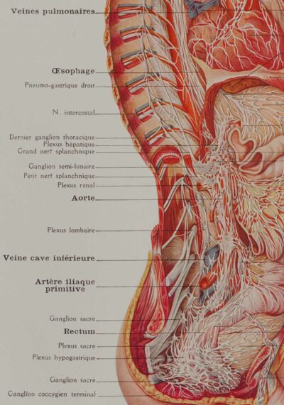118A5928-medical-anatomie-nerfs-craniens Nerfs crâniens, planche anatomique 1924