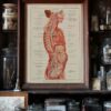 118A5928-medical-anatomie-nerfs-craniens-05 Nerfs crâniens, planche anatomique 1924