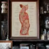 118A5928-medical-anatomie-nerfs-craniens-05 Nerfs crâniens, planche anatomique 1924
