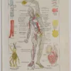 Cœur et circulation, planche anatomique 1924
