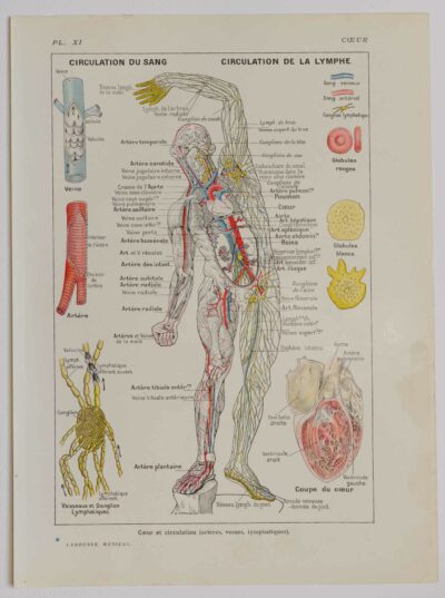 Cœur et circulation, planche anatomique 1924
