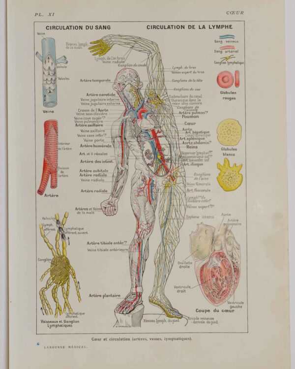 118A5929-medical-anatomie-coeur-circulation Cœur et circulation, planche anatomique 1924