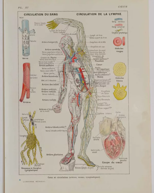 118A5929-medical-anatomie-coeur-circulation Cœur et circulation, planche anatomique 1924