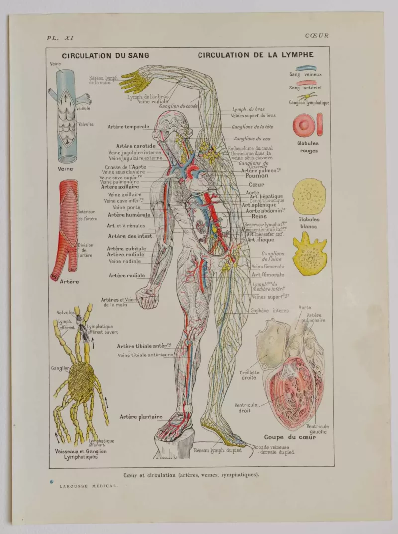 Cœur et circulation, planche anatomique 1924