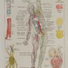 Cœur et circulation, planche anatomique 1924