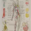 Cœur et circulation, planche anatomique 1924