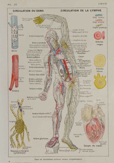 Cœur et circulation, planche anatomique 1924