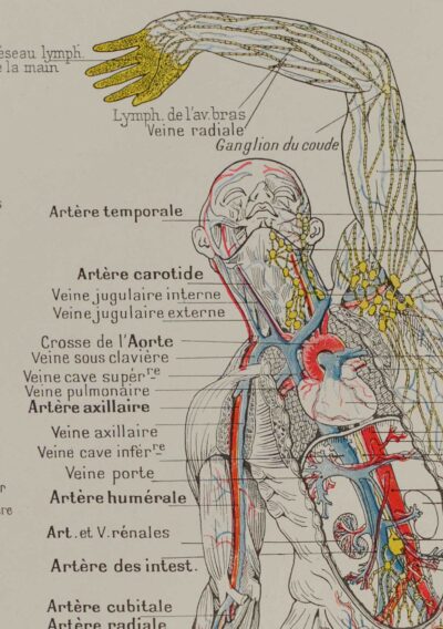 Cœur et circulation, planche anatomique 1924