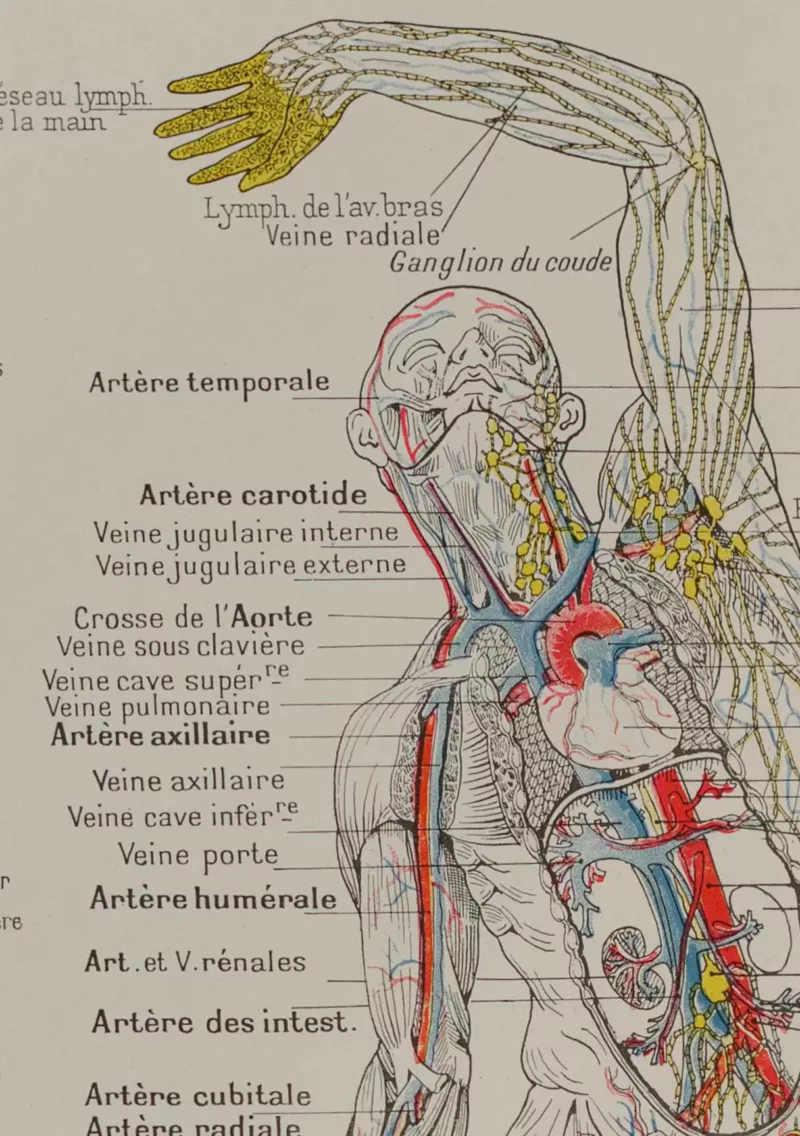 Cœur et circulation, planche anatomique 1924