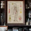 Cœur et circulation, planche anatomique 1924